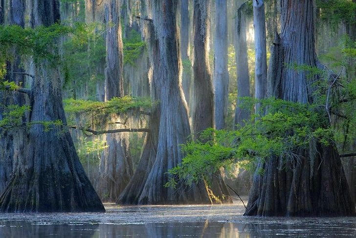 Cây bách ở hồ Caddo (Mỹ).