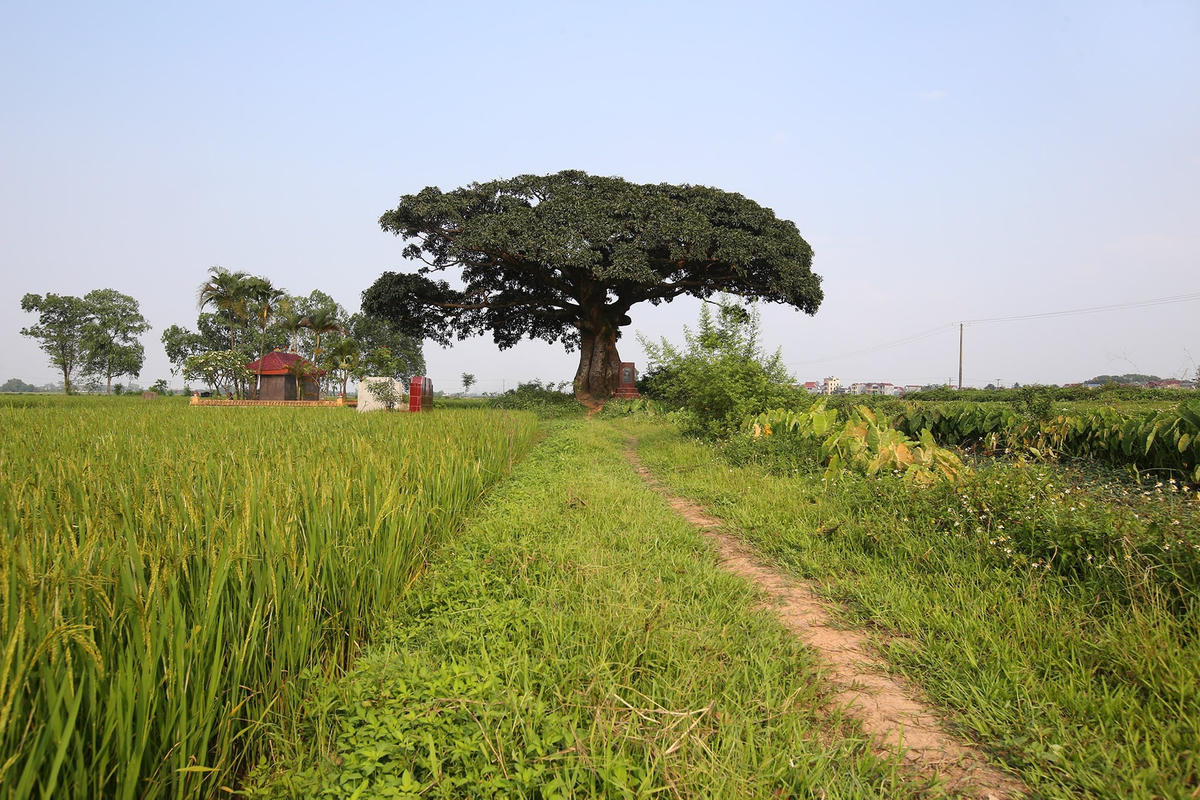 Còn gốc cội cho mình