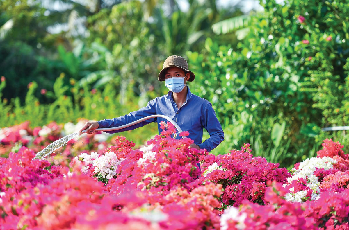 Chủ vườn tranh thủ tưới cho hoa để chuẩn bị xuất bán.  