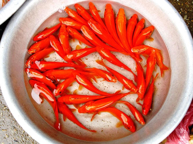 Mua cá chép để cúng Táo quân.
