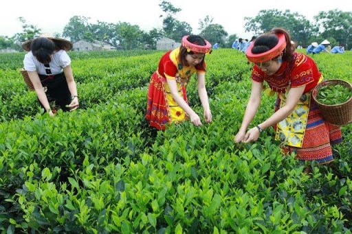 Chè Thái Nguyên nức tiếng thơm ngon.