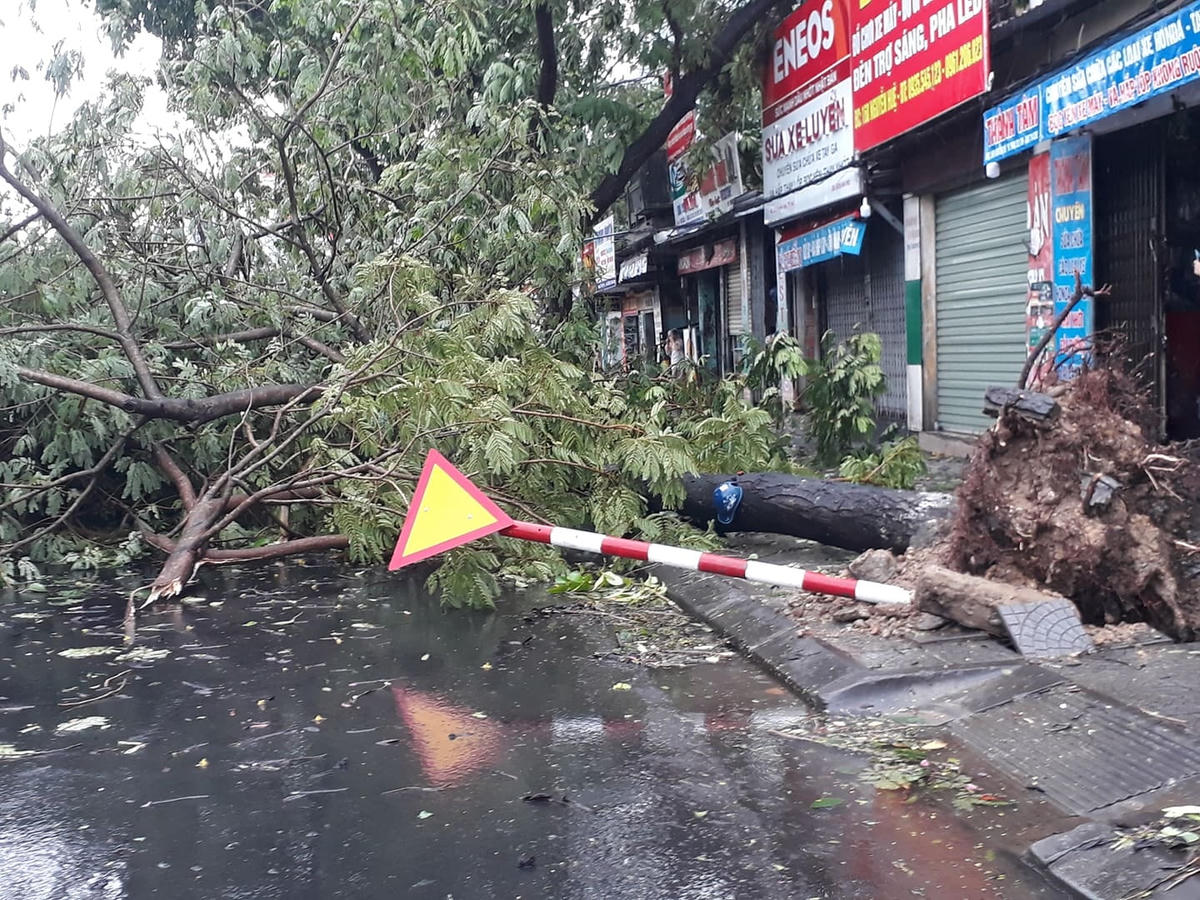 Nhiều cây xanh trên các tuyến đường thành phố Huế gãy đổ chắn ngang lối đi.