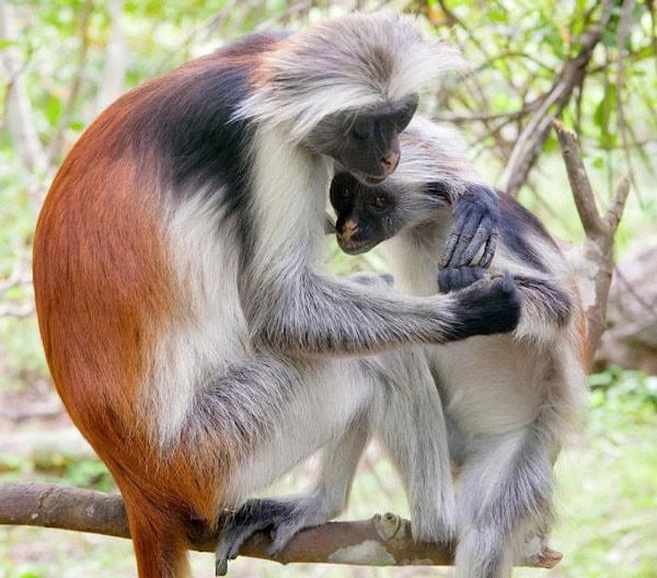 Khỉ đỏ Colobus Zanibar.