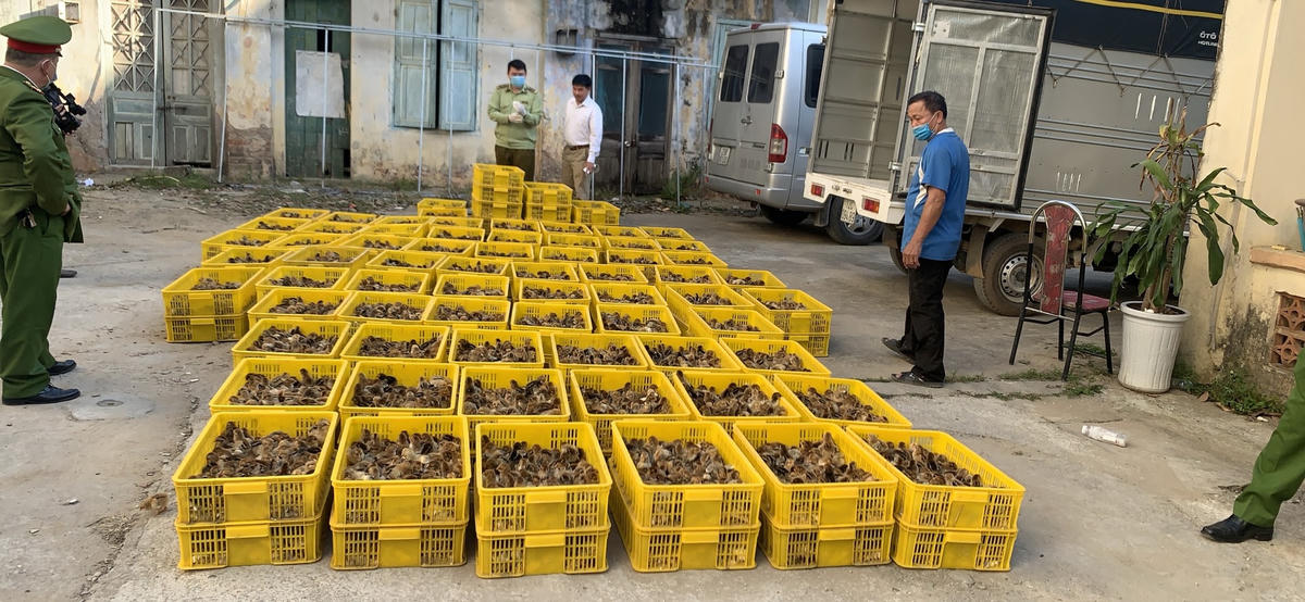 Bắt giữ vụ vận chuyển 40.000 con gà giống nhập lậu