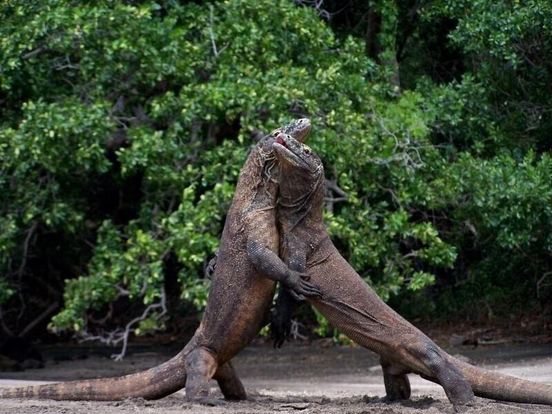 Rồng Komodo tại Vườn Quốc gia Komodo ở Indonesia. Ảnh: AP.