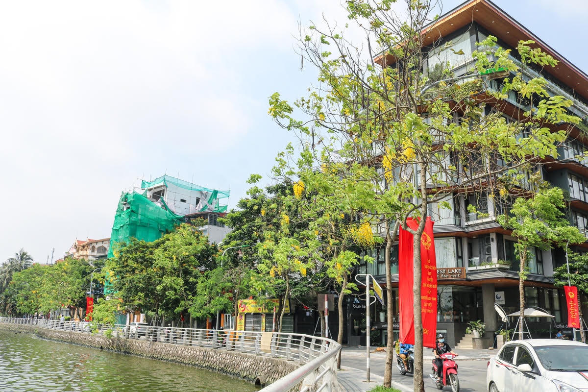 [ẢNH] Muồng hoàng yến nhuốm sắc vàng cả góc phố Hà Nội giữa mùa dịch