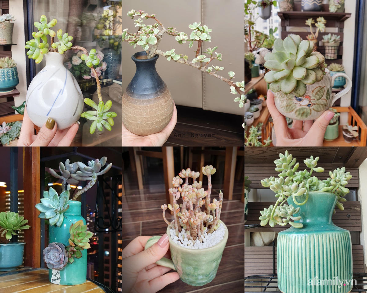 [ẢNH] Ngỡ ngàng vườn sen đá tuyệt đẹp chỉ 6 m2 ở Thủ đô Hà Nội