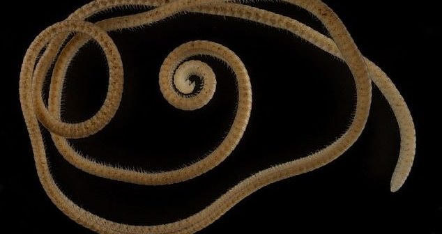 Hình ảnh phóng to của loài cuốn chiếu đầu tiên có hơn 1.000 chân. Ảnh: The Guardian.