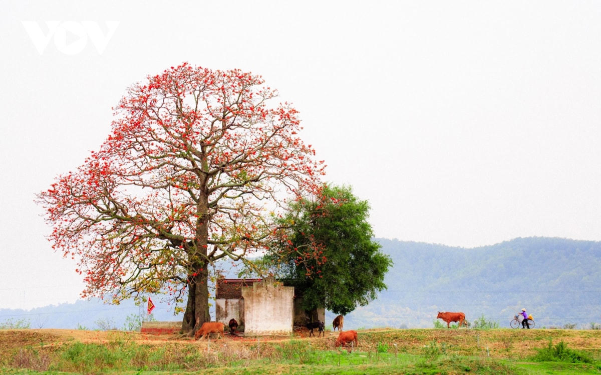 [ẢNH] Tháng ba, hoa gạo khoe sắc thắm bên bờ sông Thương
