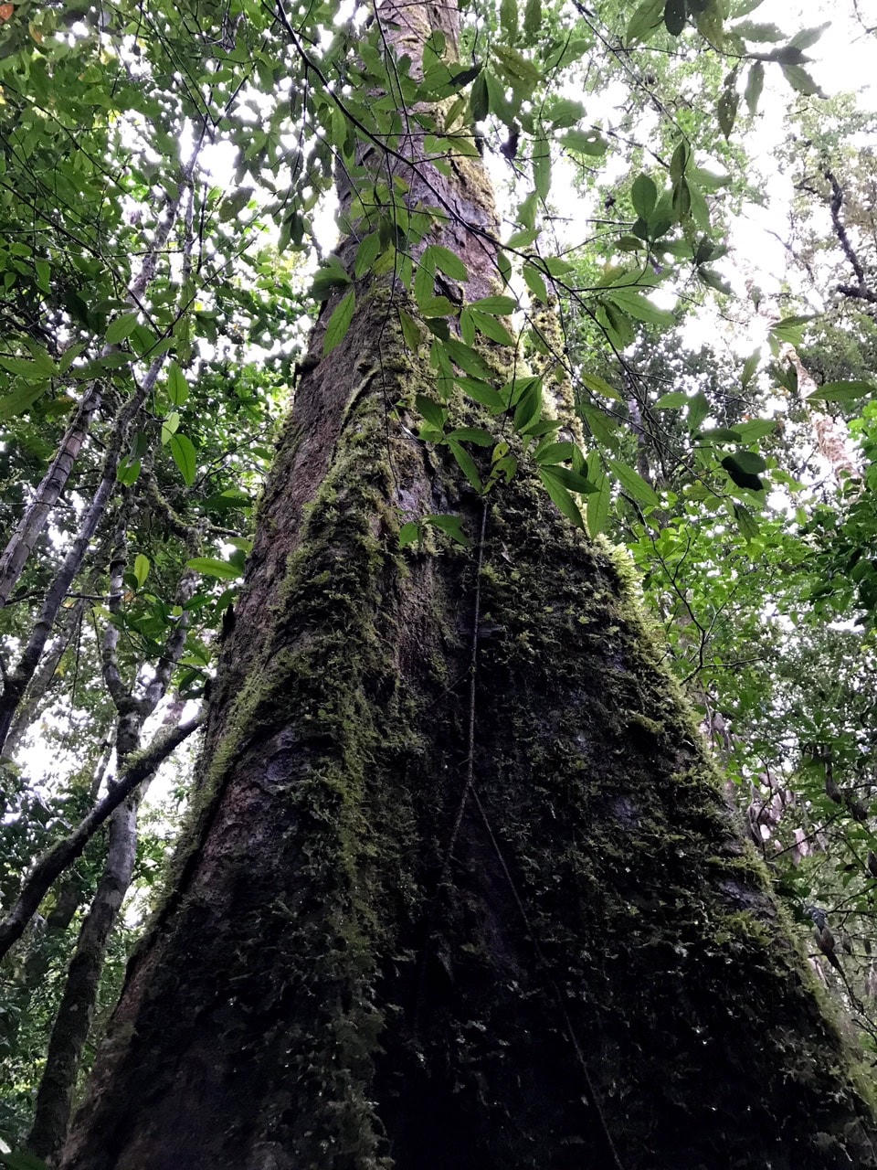 Một cây thông 2 lá dẹt ở khu Cổng Trời.