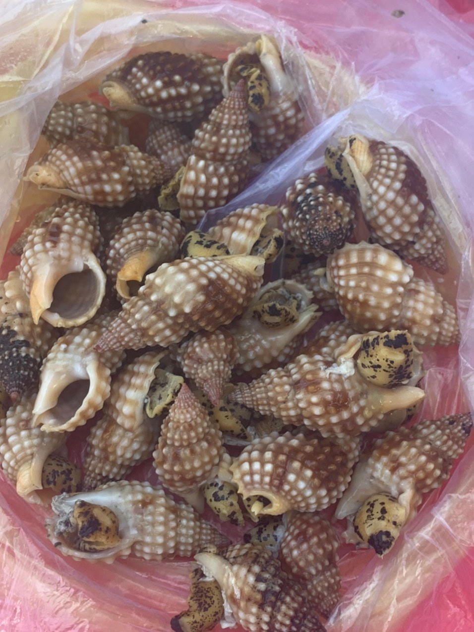 Những con ốc lạ ở biển Vạn Ninh.