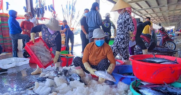 Cảng cá Hòn Rớ tâp nập ngày đầu năm mới.