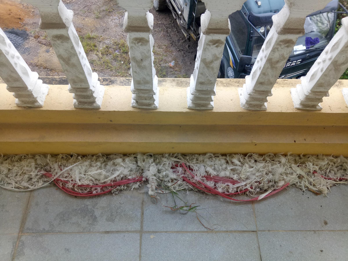 Lông vịt vương vãi khắp nơi trong công trình tiền tỷ.