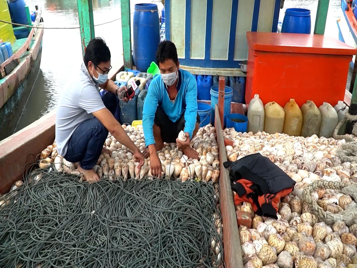 Nạn trộm vỏ ốc bẫy mực hoành hành khiến không ít ngư dân lâm cảnh khốn khó chỉ sau một đêm.