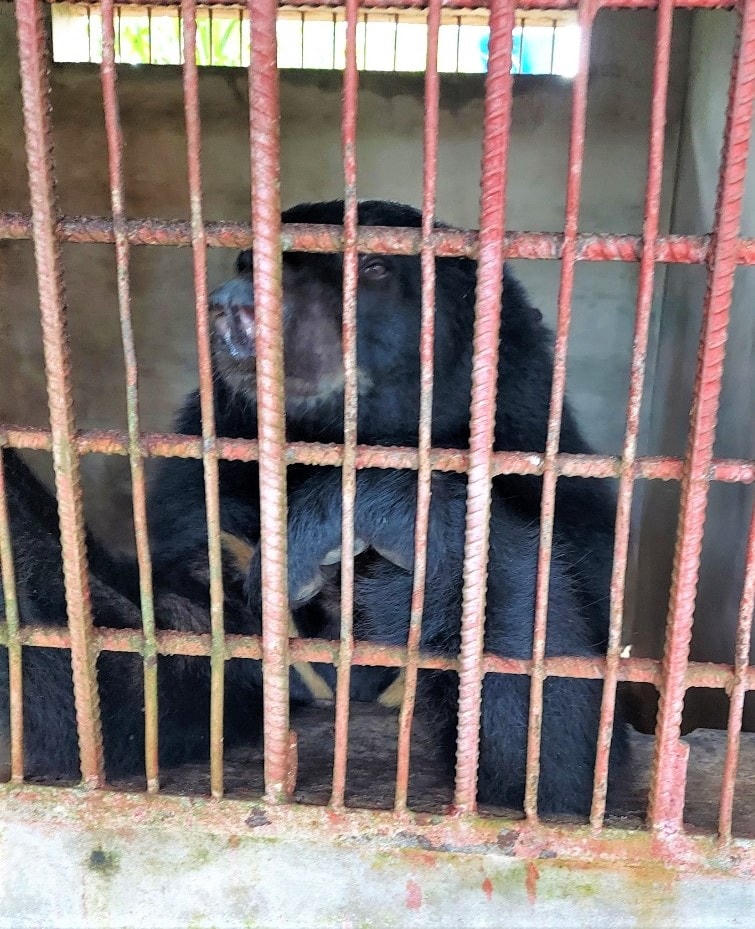 Giải cứu nhiều cá thể gấu ngựa, thả về Vườn quốc gia Cát Tiên 