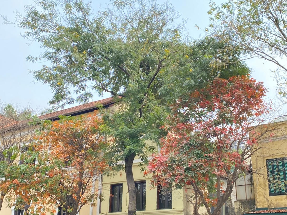 Con phố Hà Nội điểm xuyết bởi những tán cây lộc vừng. Ảnh: Lan Anh. 