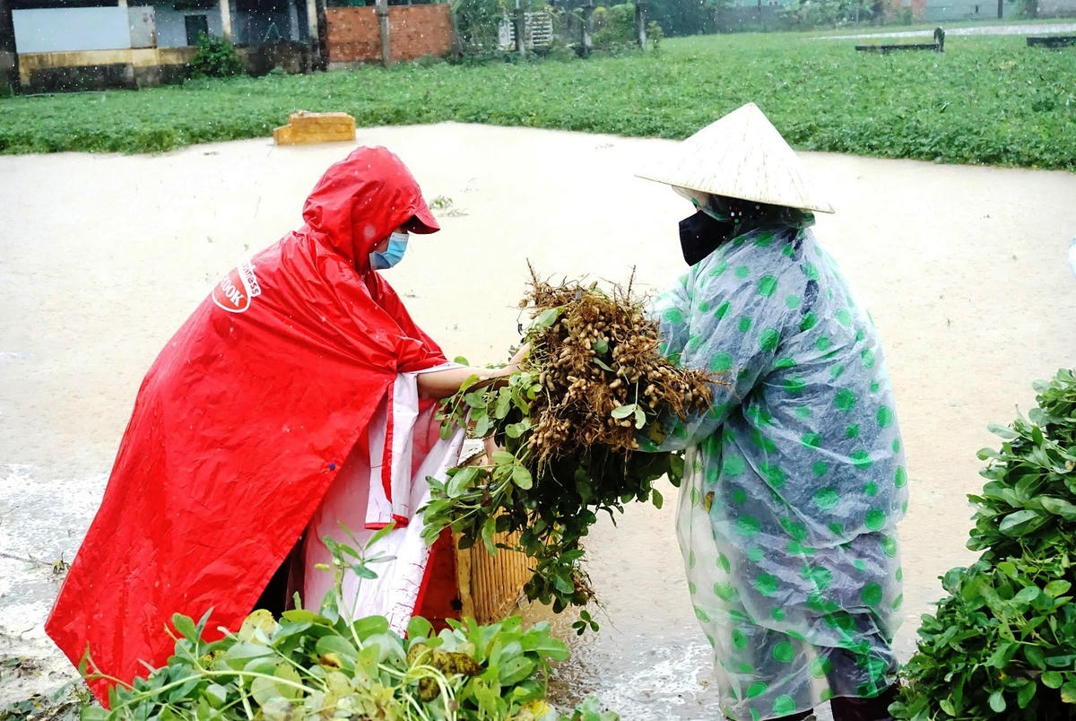 Người dân tranh thủ nhổ lạc đem về nhà.