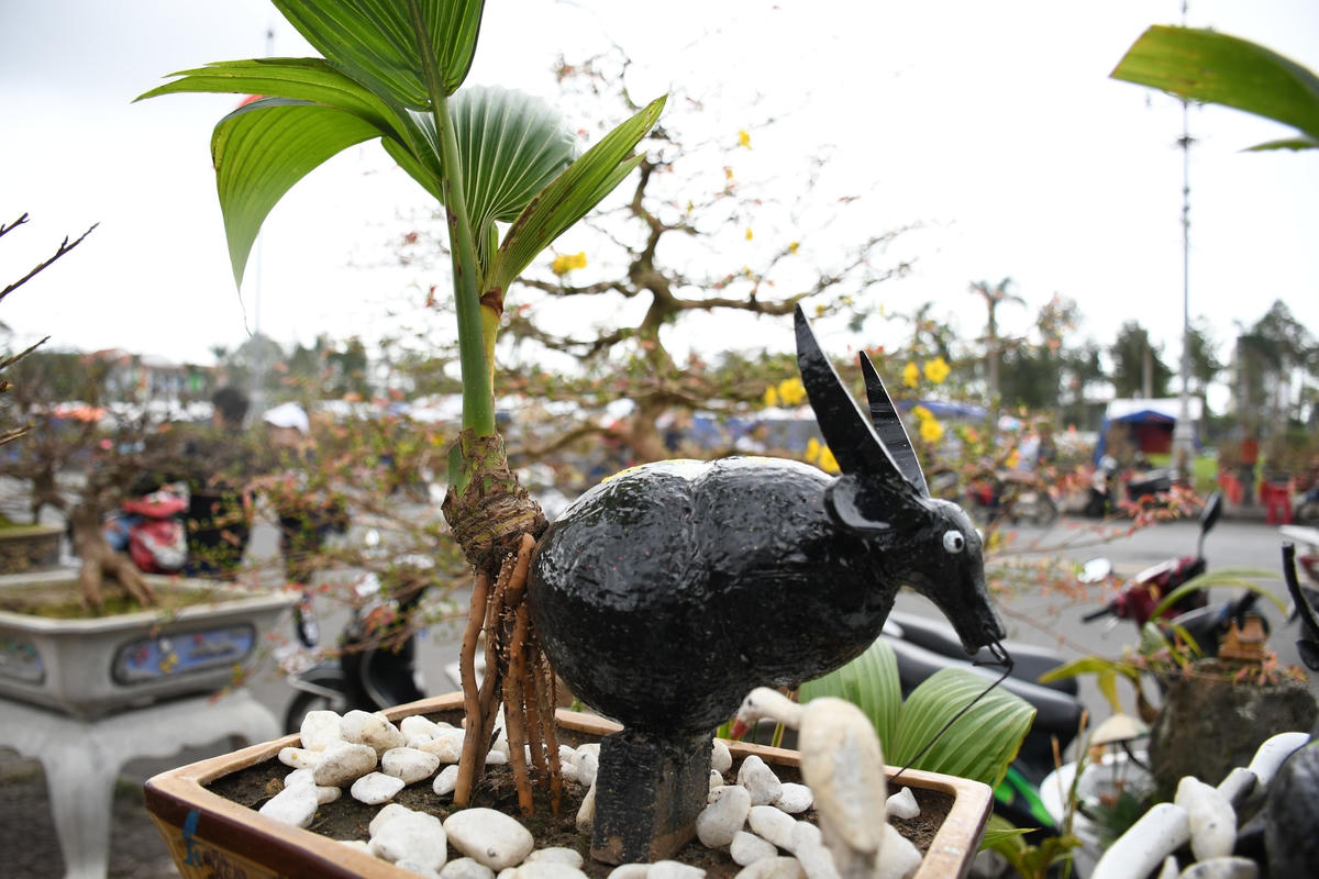Độc đáo bonsai dừa hình trâu thu hút khách Tết Tân Sửu