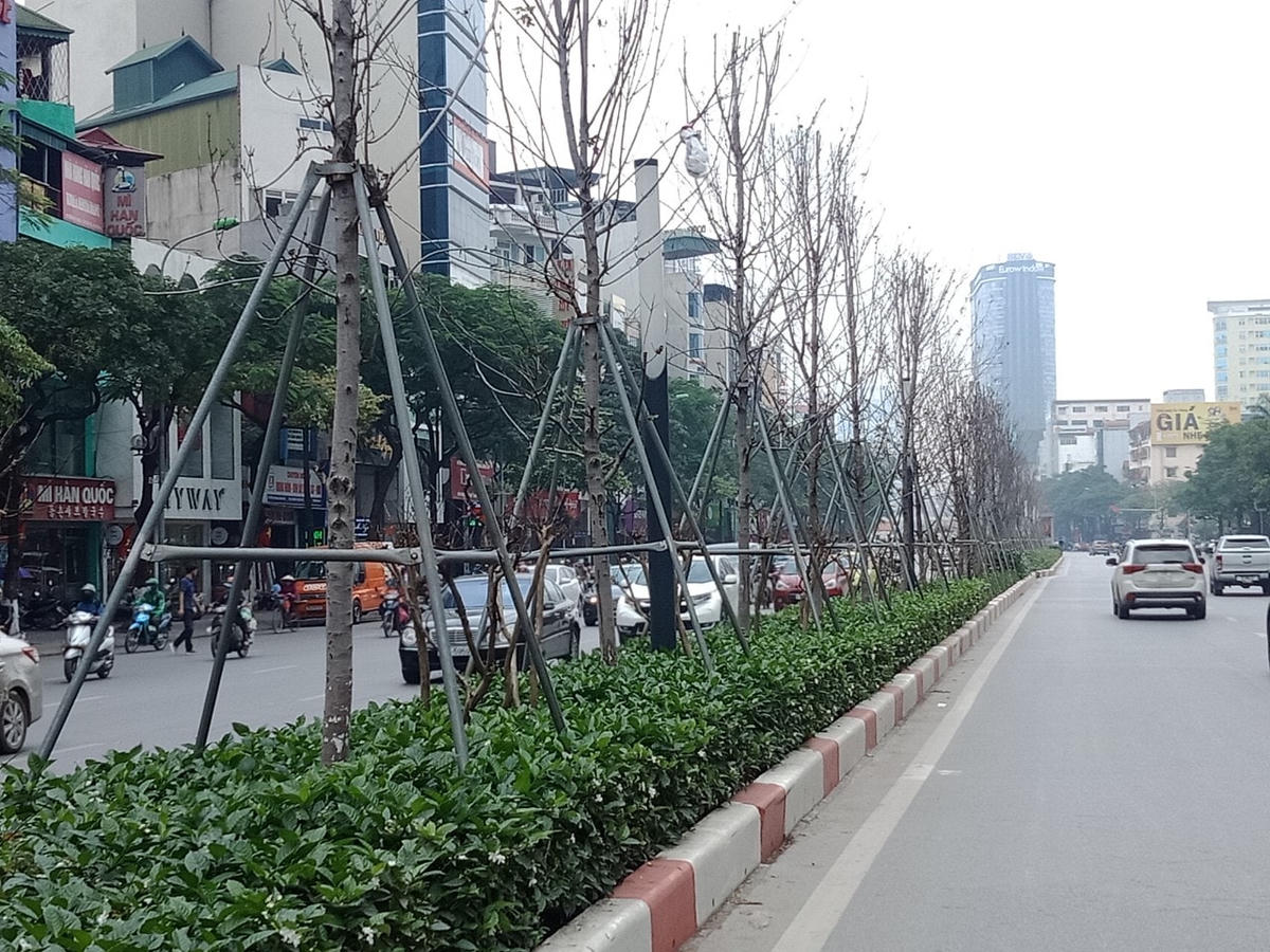 Theo sở Xây dựng Hà Nội, sau hơn 2 năm trồng thử nghiệm, trong số 262 cây phong lá đỏ trồng trên đường Nguyễn Chí Thanh và Trần Duy Hưng đã có 45 cây bị chết, 217 cây còn sống.