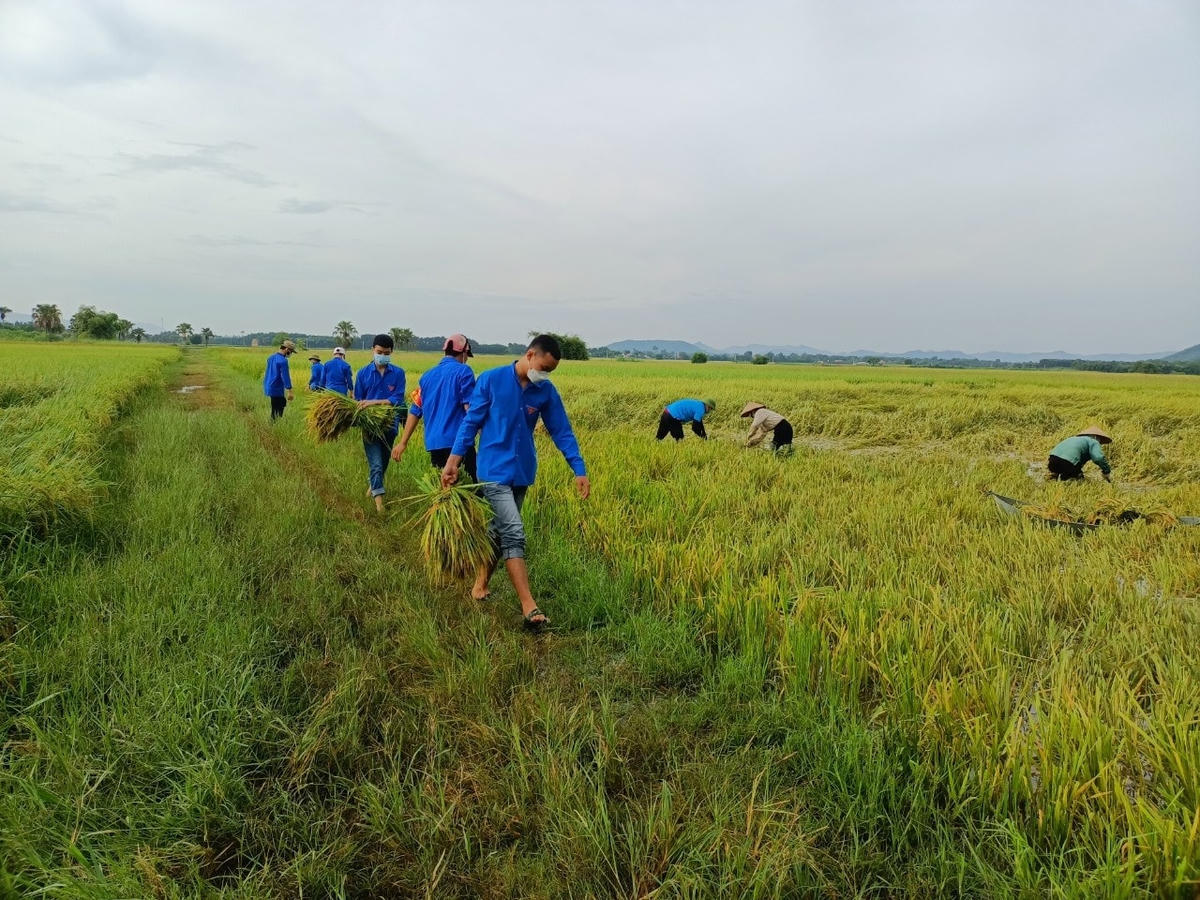 .Các bó lúa được mang lên bờ, cho lên xe rồi đưa tới thẳng nhà dân.