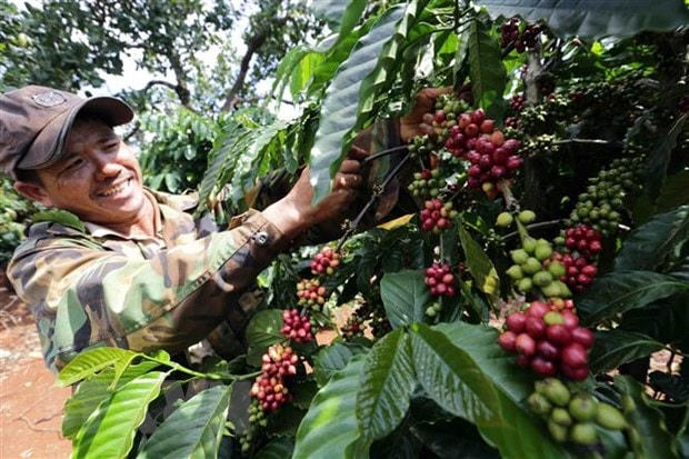 Nông dân xã Ia Kla, huyện Đức Cơ (Gia Lai) chăm sóc vườn càphê. Xuất khẩu càphê của Việt Nam mỗi năm đạt kim ngạch trên 2 tỷ USD. Ảnh: TTXVN.