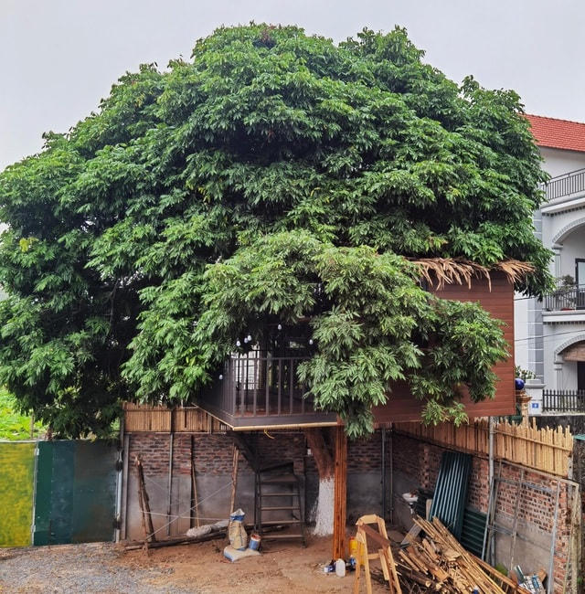 Anh Tú tận dụng cây nhãn ở góc vườn, tự tay thiết kế ngôi nhà "lơ lửng" trên không đẹp bất ngờ.  