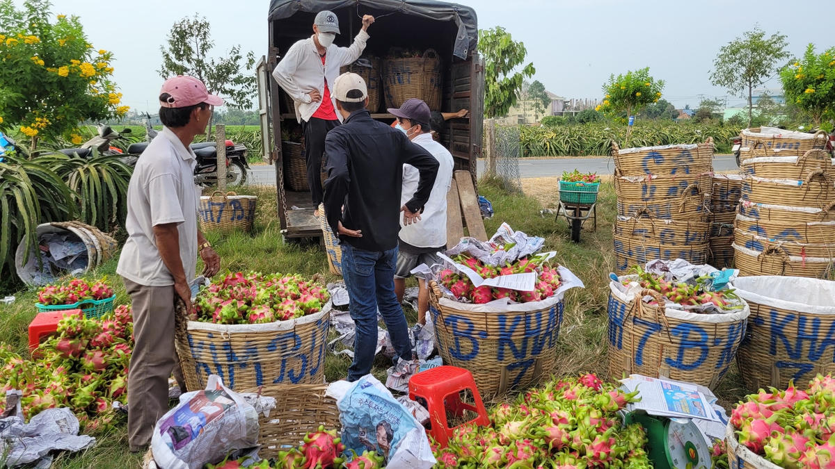 Các vựa thanh long thu mua cầm chứng vì xuất khẩu khó khăn. Thậm chí nhiều vựa bỏ cả tiền cọc bởi thấy việc xuất khẩu còn khó khăn kéo dài.