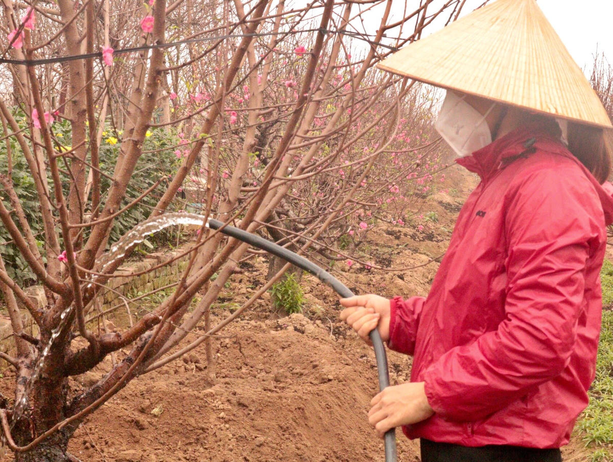 Chị Huệ tưới nước cấp ẩm cho hoa nở kịp Tết Nguyên đán. 
