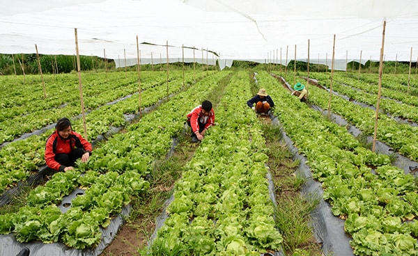 Đầu tư phát triển kinh tế, vựa rau xanh sạch tại địa phương.
