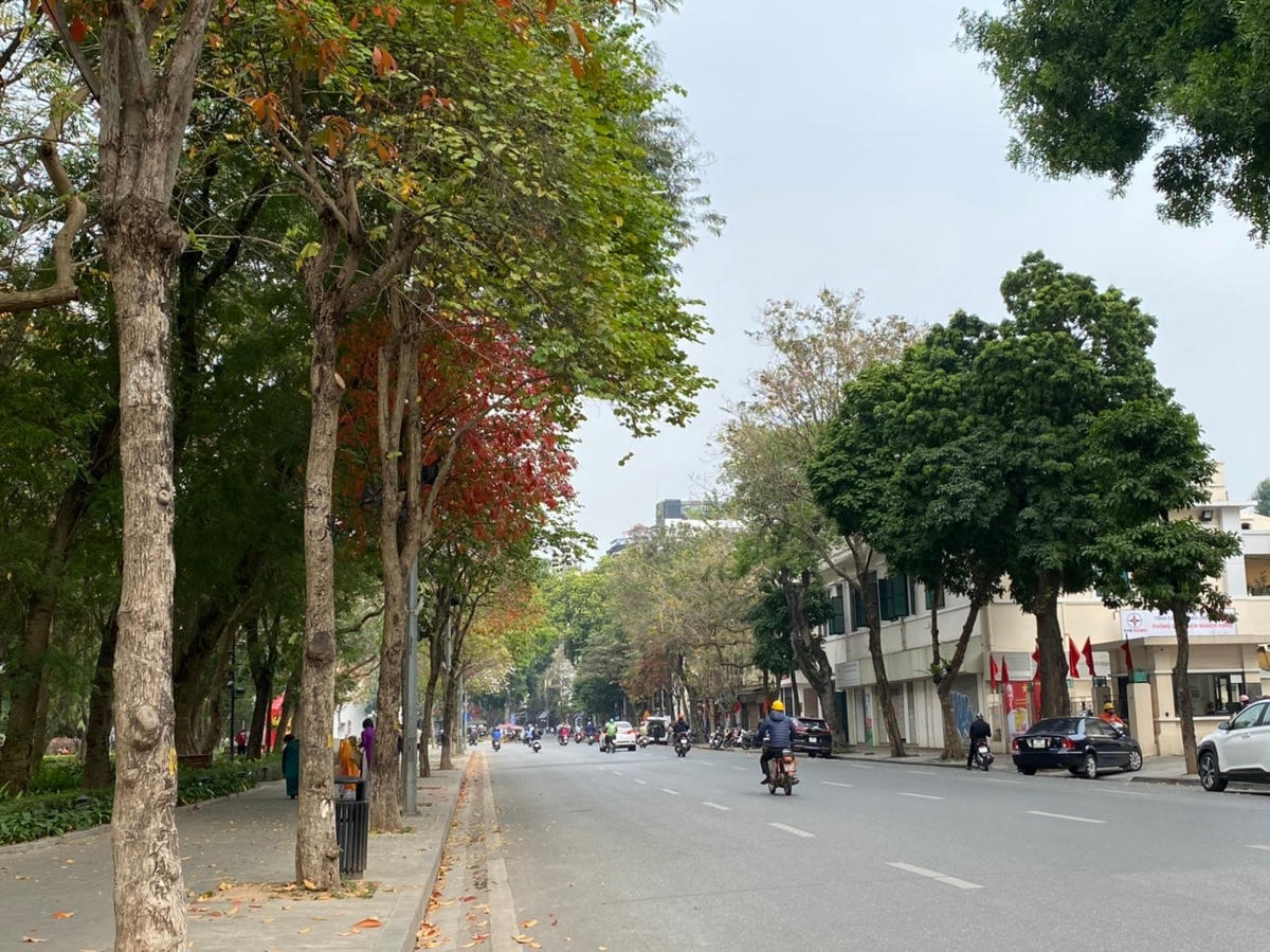 Xao xuyến Hà Nội nhuộm vàng trong mùa lộc vừng thay lá