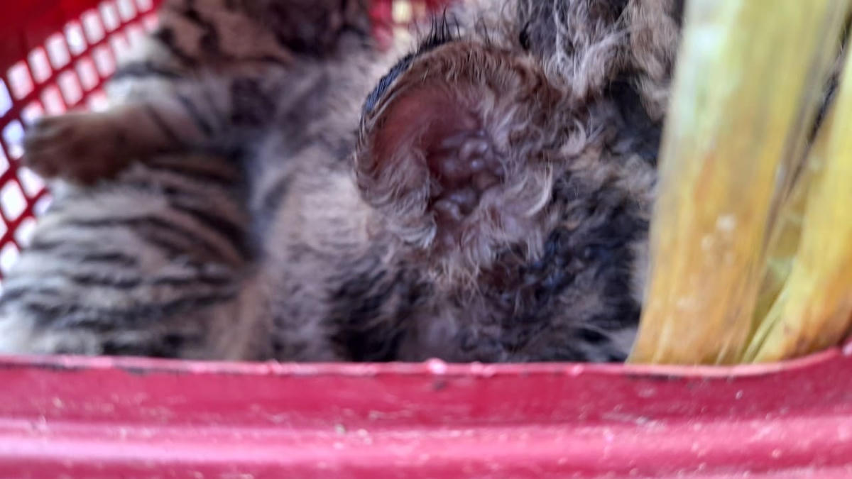 7 ca thế hổ Đông Dương được bỏ vào các làn nhựa.