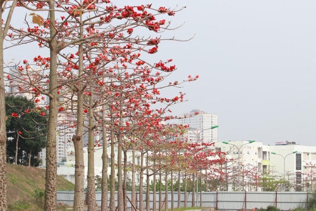 Những cây hoa gạo ở đây ít tuổi, không giống những cây gạo cổ thụ với tán lá sum suê ở các khu vực ven đô.  