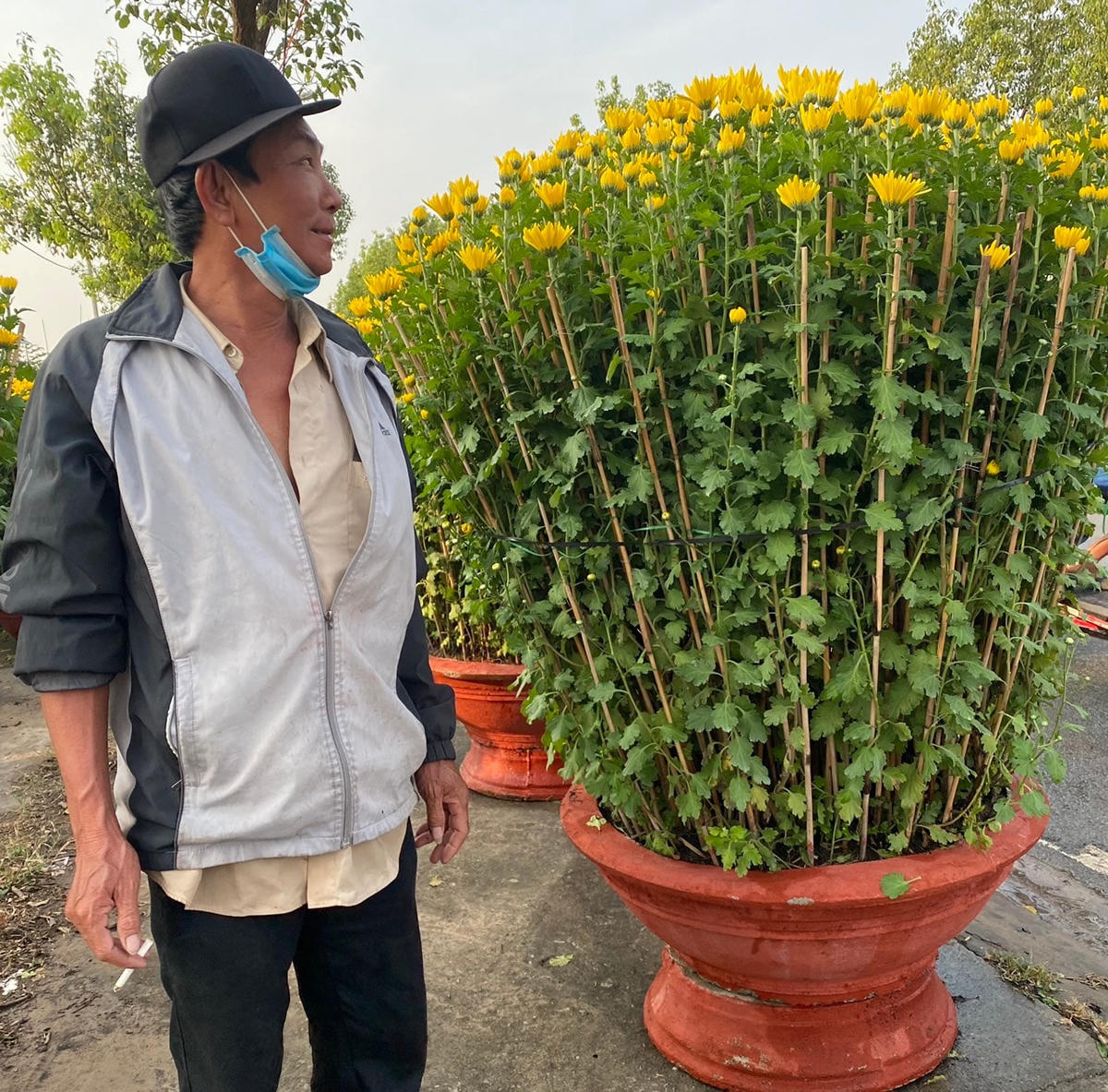 Một chậu "cúc chân dài" cao khoảng 1,7 mét. Giá là 11 triệu đồng/cặp.