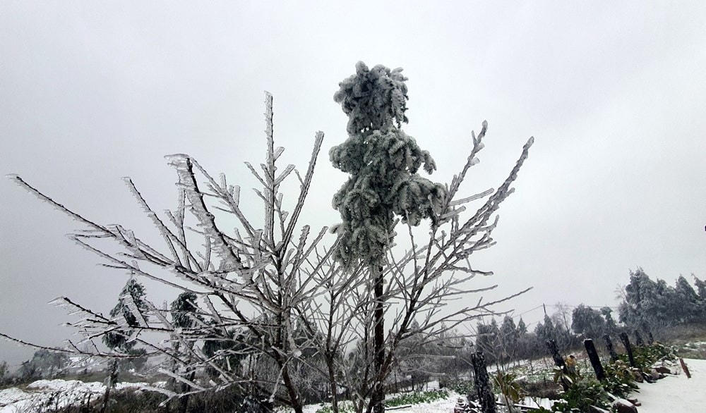 Mưa tuyết bao phủ trên các cành cây. (Ảnh: Quốc Khánh/TTXVN)