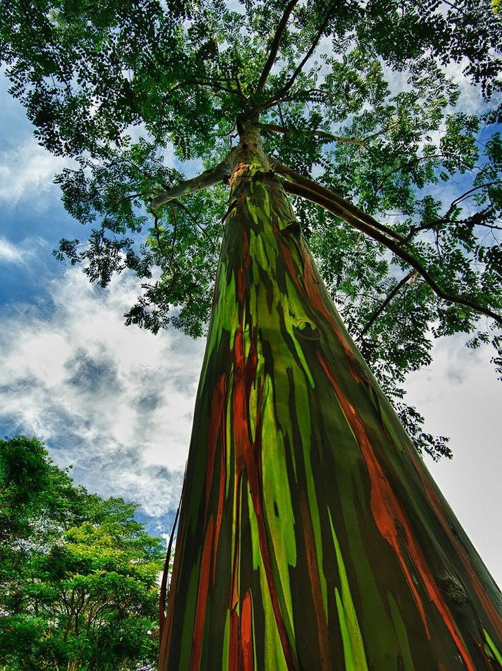 Cây bạch đàn cầu vồng trên quần đảo Hawaii.