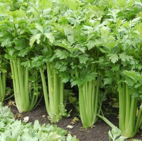 Rau cần tây hỗ trợ điều trị cao huyết áp.