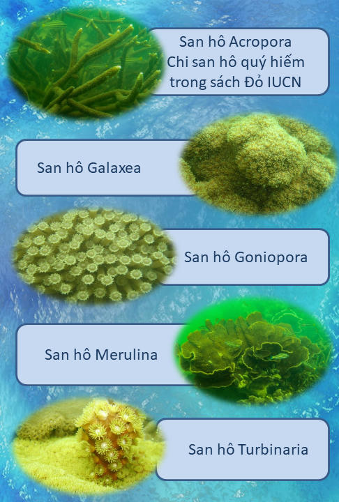 Các rạn san hô tại vịnh Hạ Long