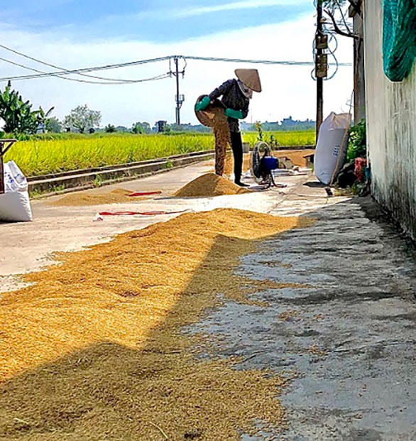 Sau khi kéo thóc về nhà, người nông dân tiếp tục công đoạn phơi thóc và tách hạt lép.  