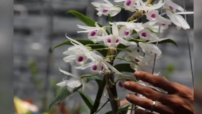 Khi thị trường lan đột biến tan rã đã xảy ra nhiều vụ lừa đảo