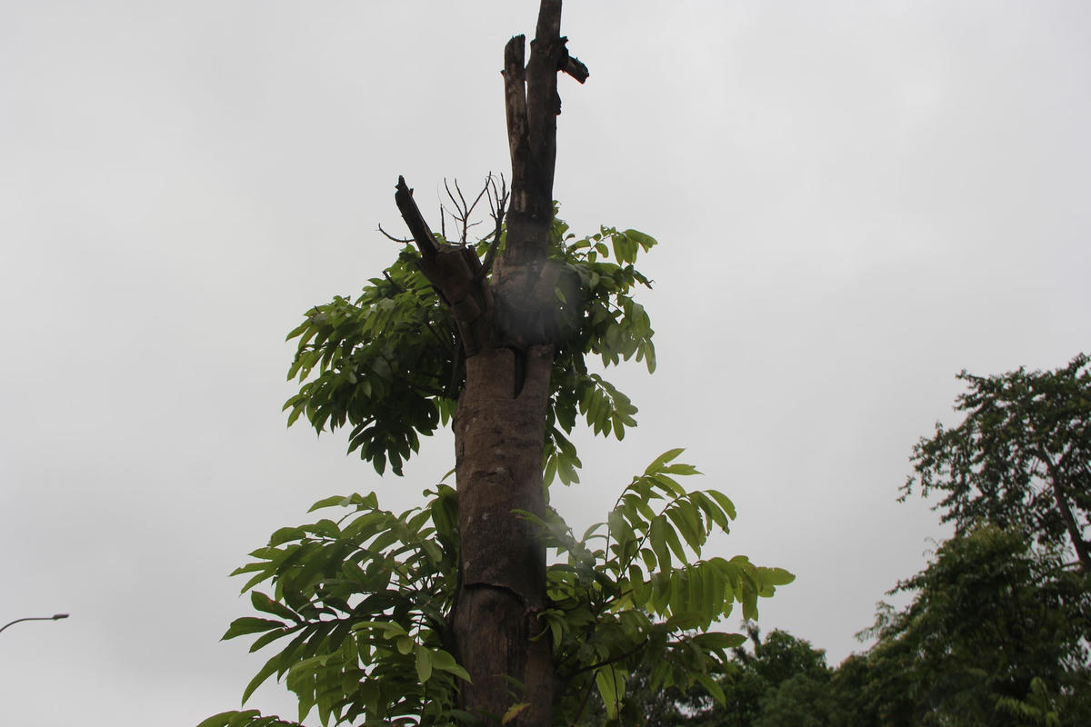 Hà Nội: Xót xa hàng chục cây xanh chết khô trên đường Trương Công Giai