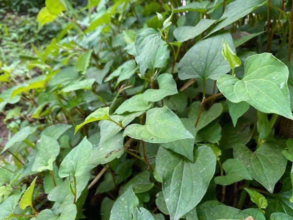 Công dụng bất ngờ của các cây thuốc nam có sẵn trong vườn