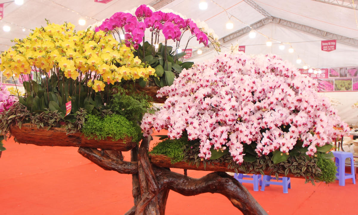 Chậu hoa hồ điệp có thế "cóc ngậm kim tiền" mang ý nghĩa thu hút tiền tài cho gia chủ, có mức giá cao ngất ngưởng - 250 triệu đồng.Ngoài cắm trên chậu thì hoa lan được cắm trên những thân gỗ mang tính nghệ thuật.Theo anh Hòa, một thợ cắm hoa cho biết: Để cắm hoàn thiện một chậu hoa 100 cành thường mất thời gian 2-3 giờ đồng hồ. Khách hàng có thể mua chậu lan đã cắm sẵn hoặc đặt hàng, đưa chậu đến yêu cầu nghệ nhân cắm theo ý thích của mình.Nếu được chăm sóc đúng cách hoa lan sẽ chơi được khoảng 2-3 tháng.
