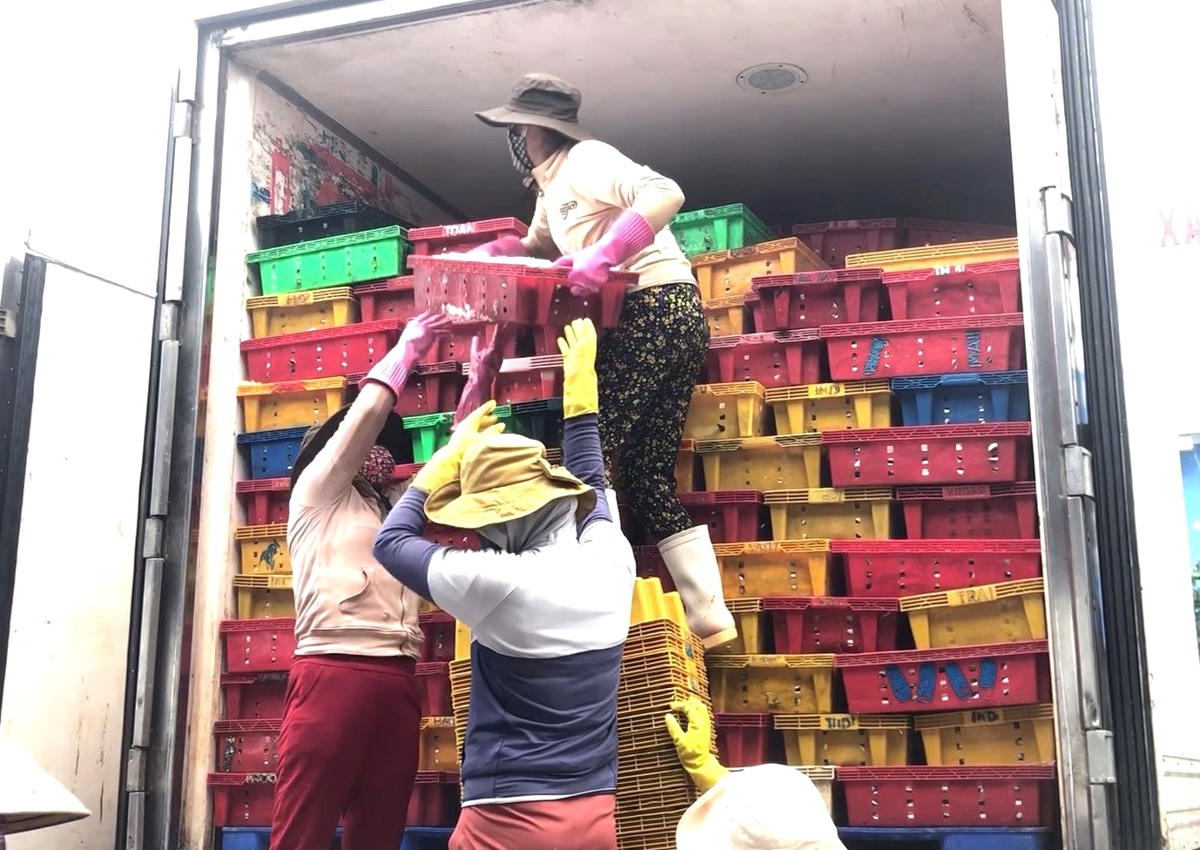 Các xe thùng đông lạnh chất đầy sọt cá nục điếu tươi rói.