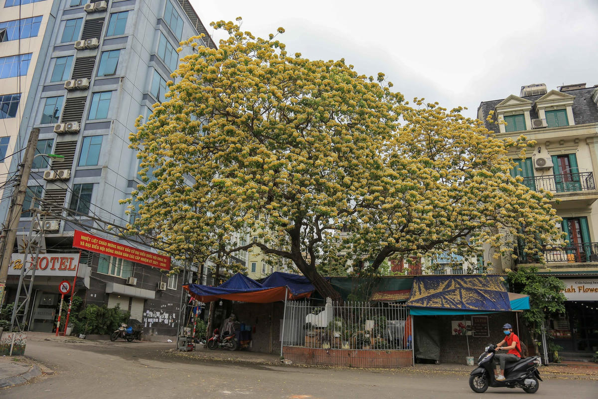 Cây hoa Bún bung nở vàng rực, đẹp lung linh giữa đường phố Đình Thôn, phường Mỹ Đình 1, quận Nam Từ Liêm (Hà Nội).Theo các cụ cao niên trong làng, cây hoa bún cũng không rõ cây bún có từ bao giờ, chỉ ước tính đến nay đã chừng 3 thế kỷ.  Ảnh: L.A..