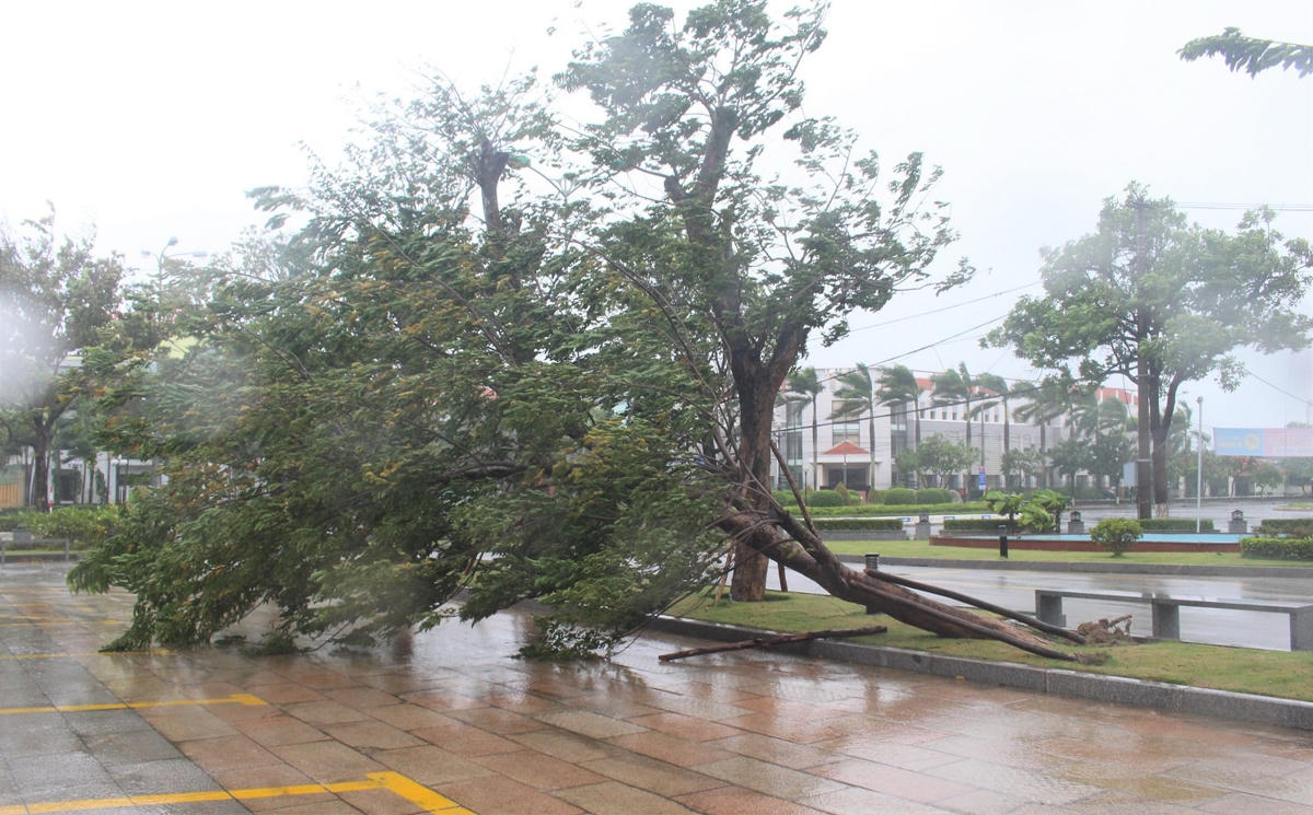 Cây xanh ở TP Tam Kỳ bất gốc ngã đổ.
