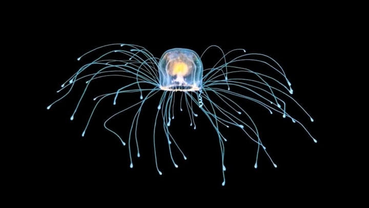 Sứa Turritopsis dohrnii, bất tử.