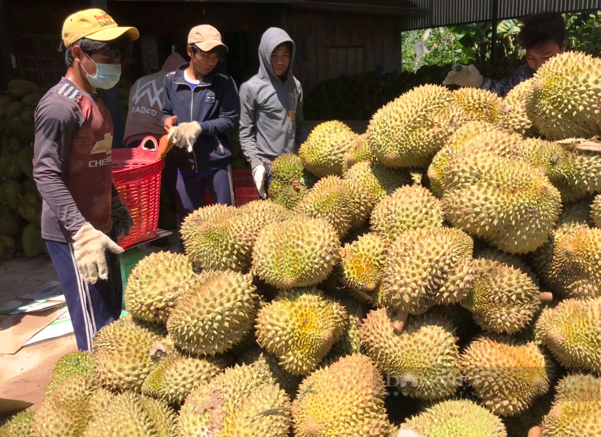 Người dân huyên Khánh Sơn (Khánh Hòa) thu hoạch Sầu riêng.