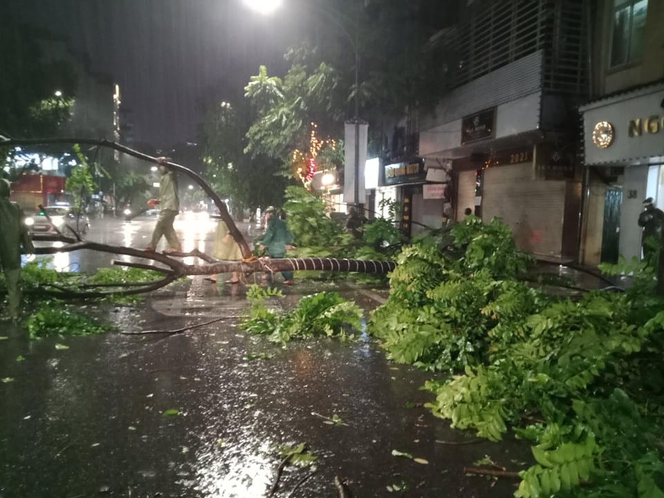 Cây đổ trên phố Huế.