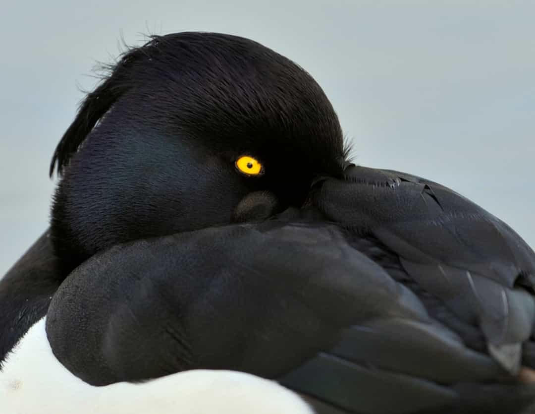 Loài vịt này có đôi mắt màu vàng ngọc chìm trong bộ lông nhung đen.  