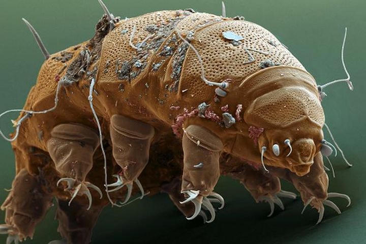 Gấu nước - sinh vật "mạnh" nhất Trái Đất đã tồn tại trước cả khủng long. Ảnh: Nature.